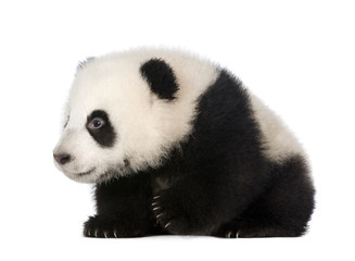 Fototapeta premium Giant Panda (4 months) - Ailuropoda melanoleuca