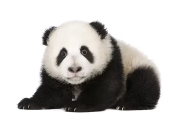 Papier Peint photo autocollant Panda Panda géant (4 mois) - Ailuropoda melanoleuca