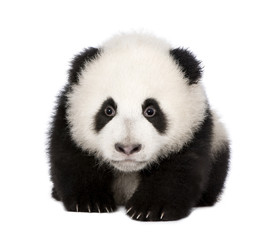Giant Panda (4 months) - Ailuropoda melanoleuca