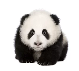 Papier Peint photo Lavable Panda Panda géant (4 mois) - Ailuropoda melanoleuca