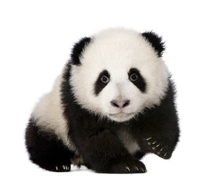 Fototapeta Giant Panda (4 months) - Ailuropoda melanoleuca