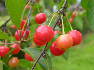 Weichseln am Baum/sour cherries on tree