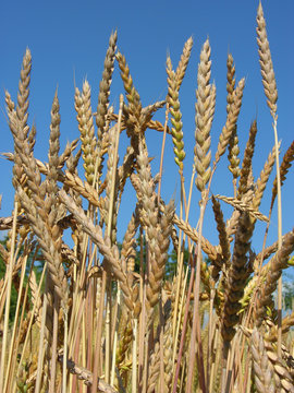 dinkel&auml;hren/ears of spelt