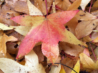 Background of wet autumn leaves on the ground