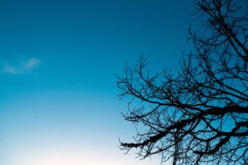 Baumkrone zur blauen Stunde