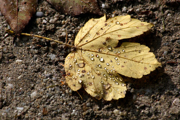 Herbst