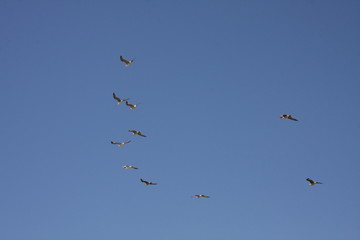Zugvögel