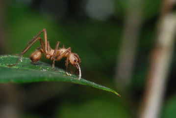 Hormiga arriera (Atta y Acromyrmex)