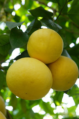 grapefruits on a tree