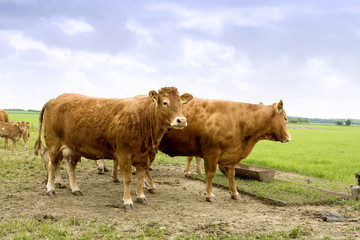 Fototapeta premium animals, cows