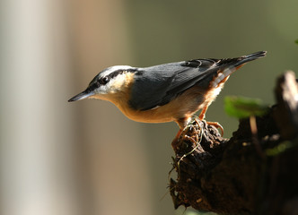 Nuthatch