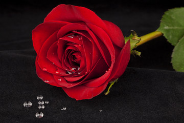 Water Droplets, Red Rose on Black Velvet