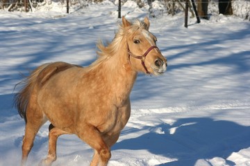 Sandy im Schnee 5