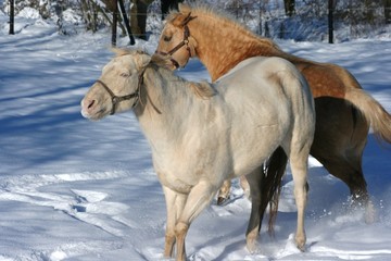 Sandy und Axel im Schnee 2