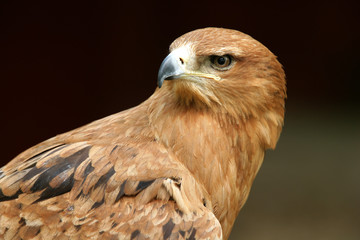 Red Kite