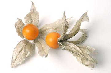 Golden Cape Gooseberry (Physalis peruviana)