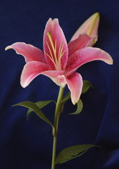 Stargazer Lilly on blue background