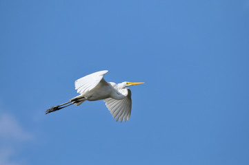 Egret in flight