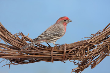 House Finch On Wreath