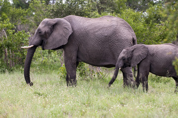 Naklejka na ściany i meble Elephant with baby elephant in Kruger Park