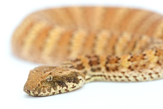 Death Adder isolated on white background