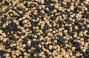 Soy and Black Bean (Ingredient of Soy Sauce and Cuisine)