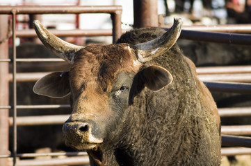 rodeo bull