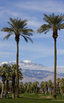 Tall Palm Trees On A Golf Course