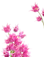 Obraz na płótnie Canvas tulips isolated on white