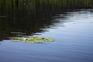 lake with water lily