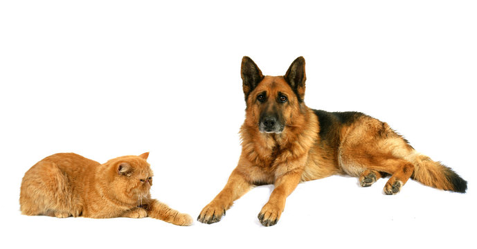 chien et chat persan