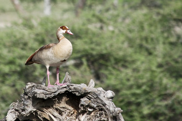 Wild Duck on a Snag in Serengeti