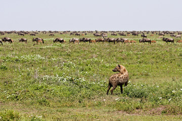 Hyena and Wildebeest Herd in Serengeti
