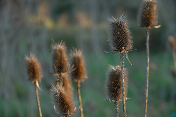 Fototapeta premium palude