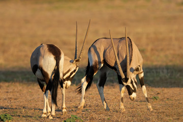 Fighting gemsbok (Oryx gazella), Kalahari, South Africa