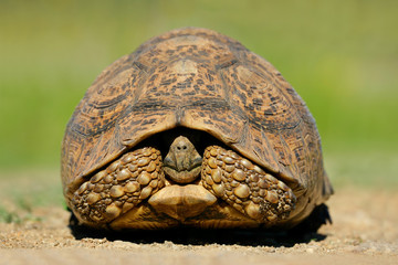 Mountain tortoise (Geochelone pardalis), South Africa