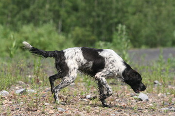 Profil de l'épagneul breton à la chasse