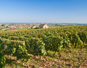 Fototapeta na wymiar Burgundzkich winnic w pobliżu Meursault