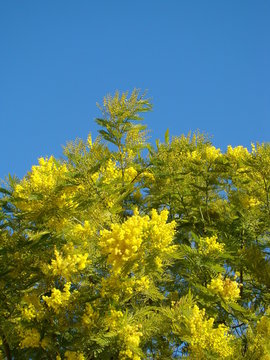 mimosa qui fleuri