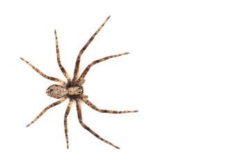 spider isolated
