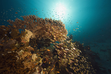 Fototapeta na wymiar coral, sun ocean and fish