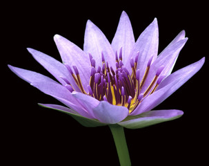 Seerose; Nymphaea caerulea