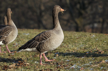 Gänse auf Nahrungssuche