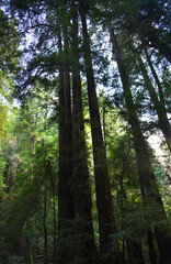 Tall Redwood Trees Muir Woods National Monument San Francisco Ca