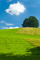 Baum und Wiese