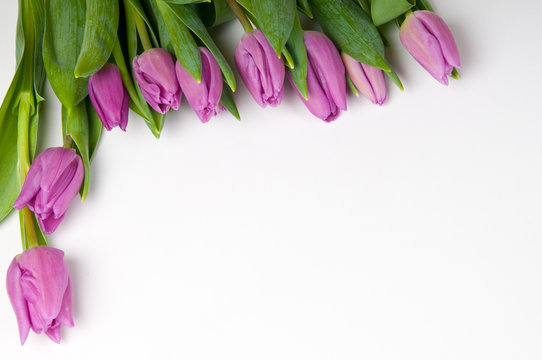 Purple Tulips with copy space