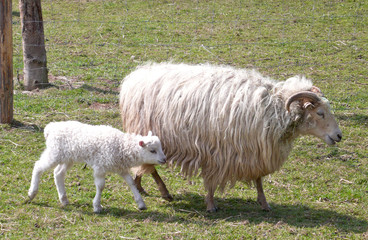 Mutter und Kind (Heidschnucken)