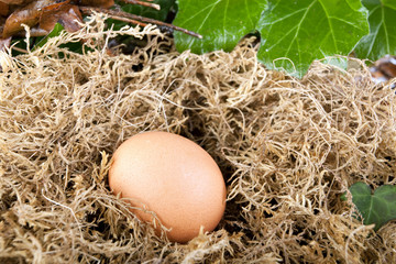hen egg
