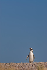 Magellanic Penguin in Patagonia