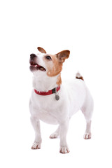Jack Russel terrier